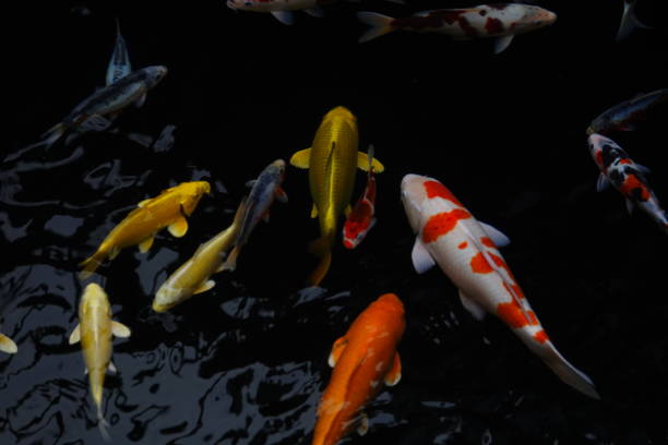 istock mesmerizing special beautiful colors koi fish in clear fresh water 1095991742