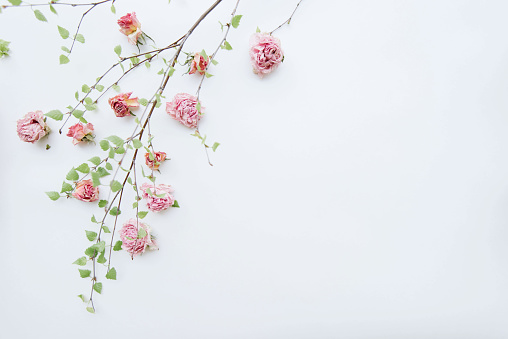 Beautiful lender blossoming tree branch with dead roses by it, looks like blossoming sakura, white background top view, flat lay