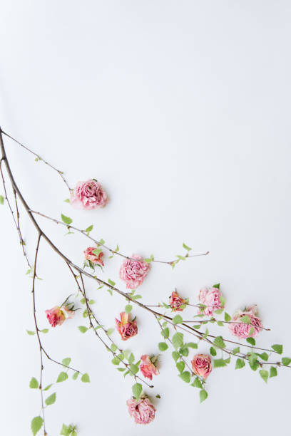 istock Beautiful lender blossoming tree branch with dead roses by it, looks like blossoming sakura, white background top view, flat lay 1095992444