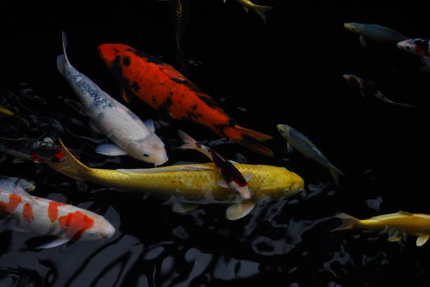 istock mesmerizing special beautiful colors koi fish in clear fresh water 1095992562