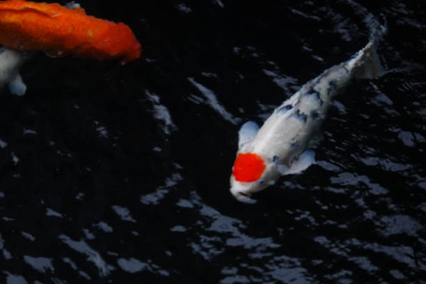 istock mesmerizing special beautiful colors koi fish in clear fresh water 1095992576