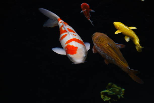 istock mesmerizing special beautiful colors koi fish in clear fresh water 1095992646