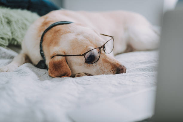 istock Smart pure breed dog lying in bed 1095992818