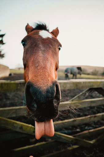 A horse sticking out his tongue for the camera, it is an overcast day.