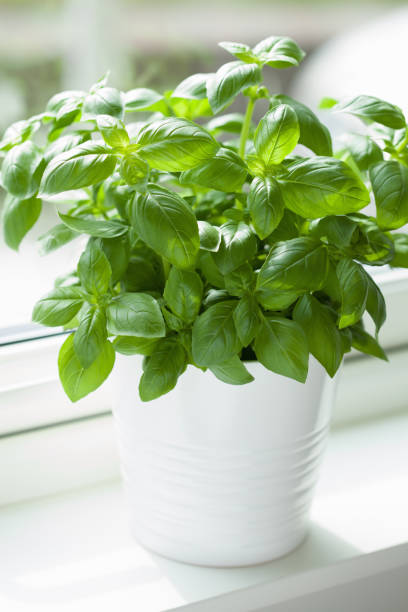 istock fresh basil herb in flowerpot on window 1095998516