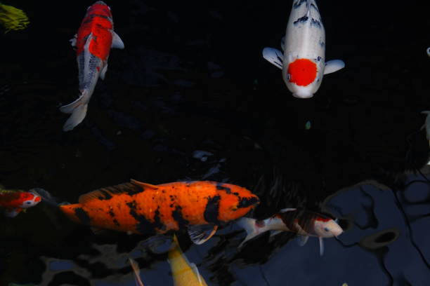 istock mesmerizing special beautiful colors koi fish in clear fresh water 1095998788
