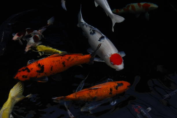 istock mesmerizing special beautiful colors koi fish in clear fresh water 1095998794