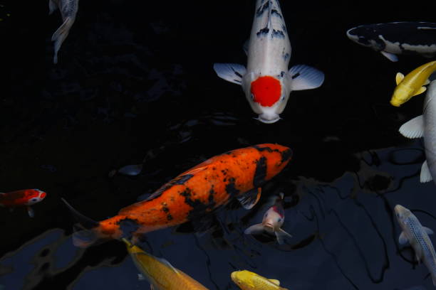 istock mesmerizing special beautiful colors koi fish in clear fresh water 1095998816