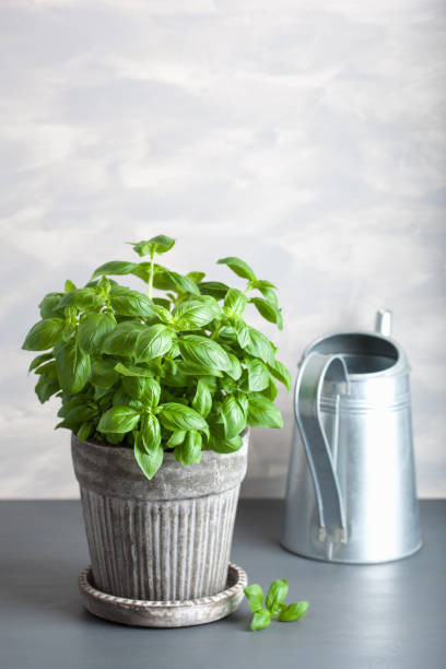 istock fresh basil herb in flowerpot 1095998960