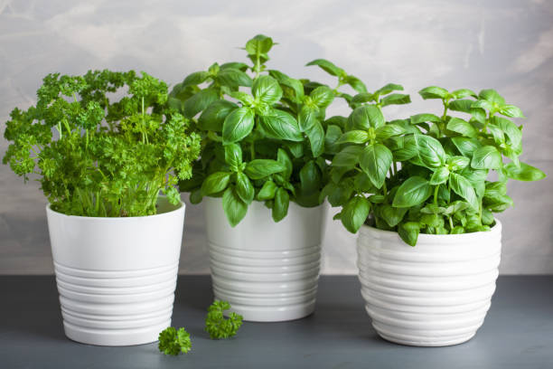istock fresh basil and parsley herb in pot 1095999202