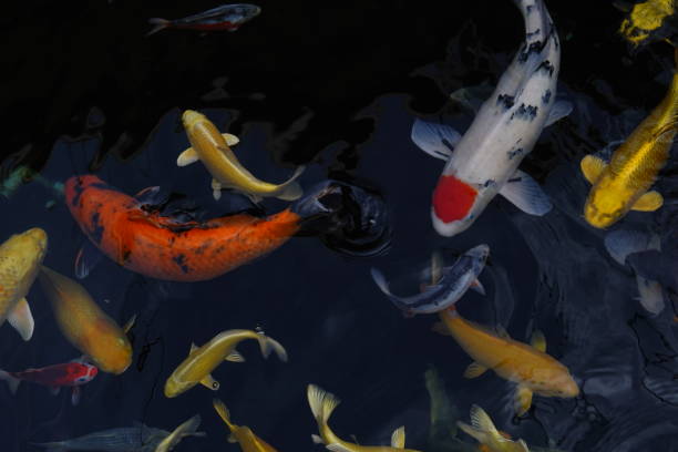 istock mesmerizing special beautiful colors koi fish in clear fresh water 1095999268