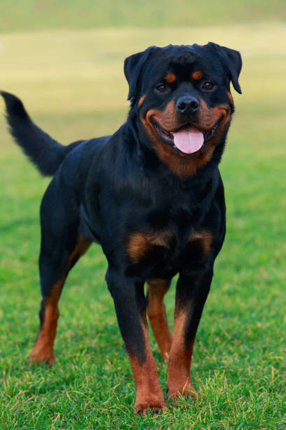 istock Dog breed Rottweiler 1096002166