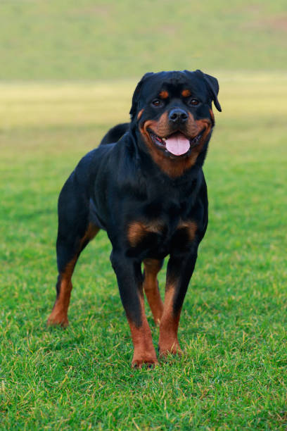 istock Dog breed Rottweiler 1096002212