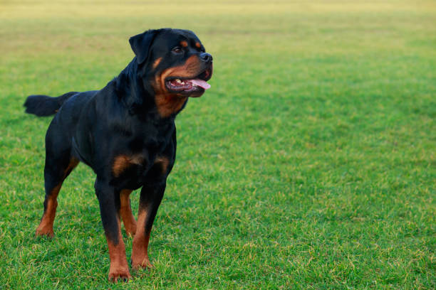 istock Dog breed Rottweiler 1096002216