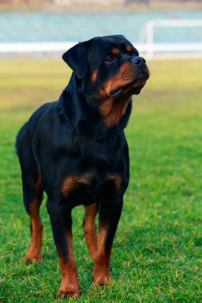 istock Dog breed Rottweiler 1096002242