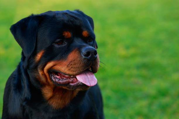 istock Dog breed Rottweiler 1096002414