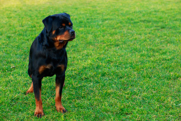 istock Dog breed Rottweiler 1096002518