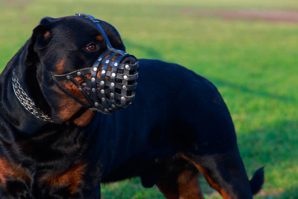 istock Dog breed Rottweiler 1096002520