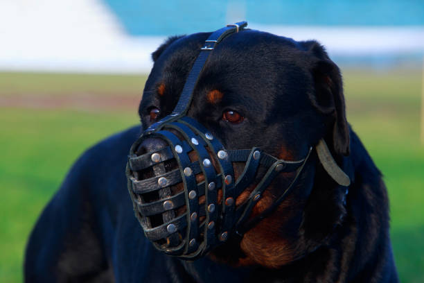 istock Dog breed Rottweiler 1096002544