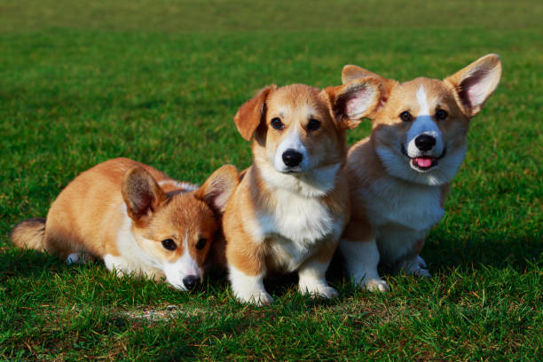 istock Dog breed Welsh Corgi Pembroke 1096002602