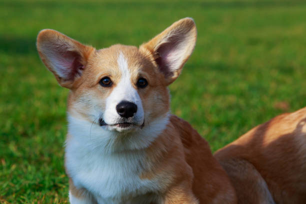 istock Dog breed Welsh Corgi Pembroke 1096002668