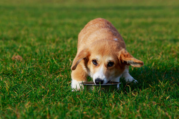 istock Dog breed Welsh Corgi Pembroke 1096003704