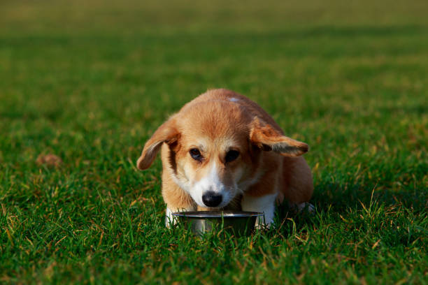 istock Dog breed Welsh Corgi Pembroke 1096003724