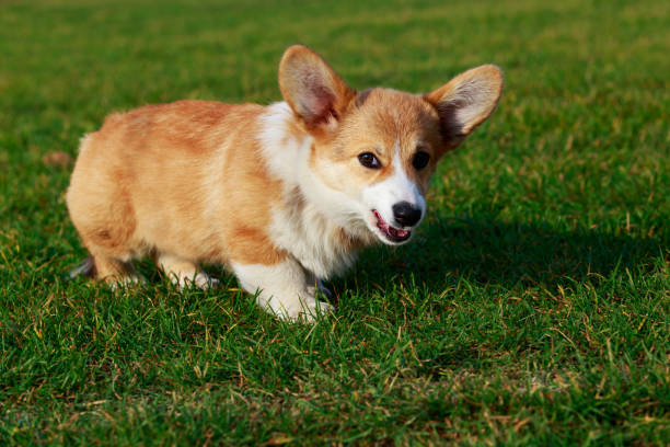 istock Dog breed Welsh Corgi Pembroke 1096003864