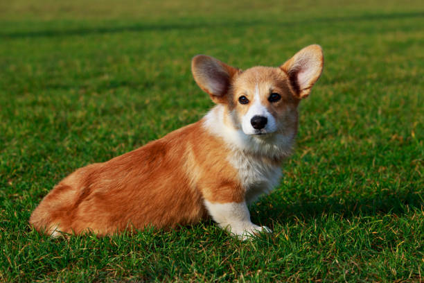 istock Dog breed Welsh Corgi Pembroke 1096003896