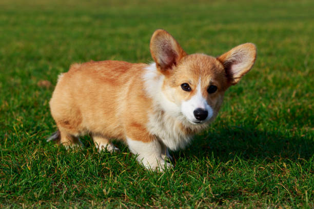 istock Dog breed Welsh Corgi Pembroke 1096003902