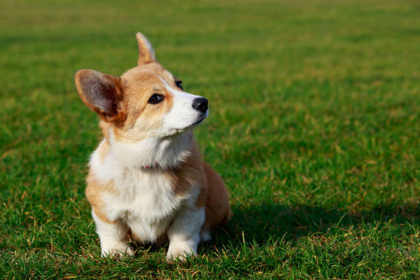istock Dog breed Welsh Corgi Pembroke 1096003908