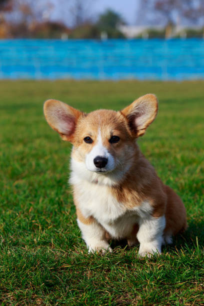 istock Dog breed Welsh Corgi Pembroke 1096003944