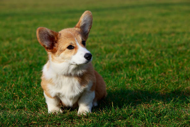 istock Dog breed Welsh Corgi Pembroke 1096003954