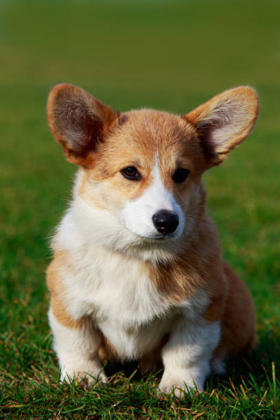 istock Dog breed Welsh Corgi Pembroke 1096003960