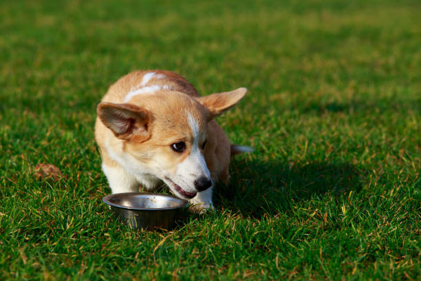 istock Dog breed Welsh Corgi Pembroke 1096003978