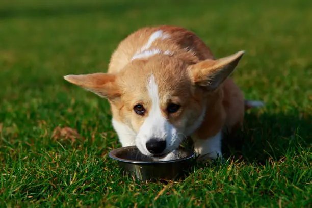 Photo of Dog breed Welsh Corgi Pembroke