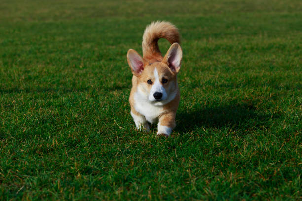 istock Dog breed Welsh Corgi Pembroke 1096004176