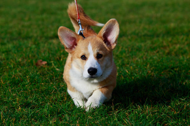 istock Dog breed Welsh Corgi Pembroke 1096004204