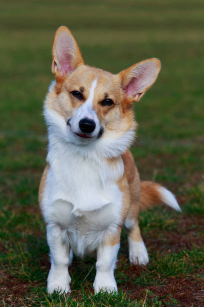 istock Dog breed Welsh Corgi Pembroke 1096004250