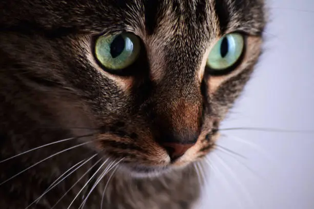 The close-up portrait of a green-eyed grey lady cat