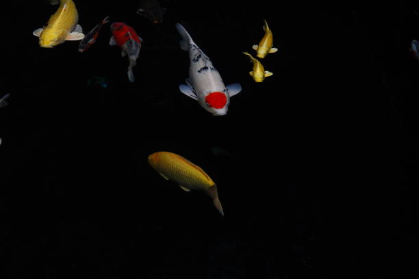 istock mesmerizing special beautiful colors koi fish in clear fresh water 1096004598