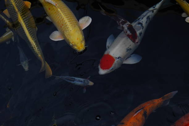 istock mesmerizing special beautiful colors koi fish in clear fresh water 1096004832