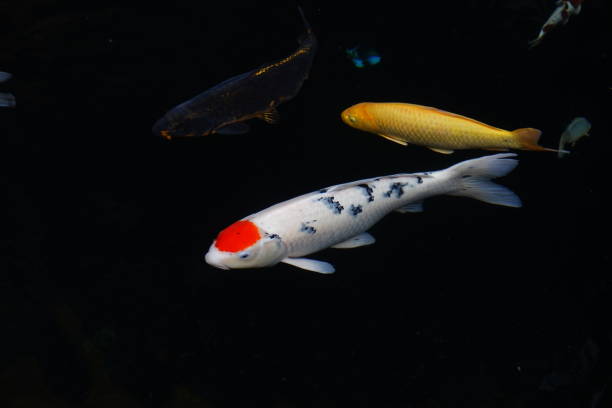 istock mesmerizing special beautiful colors koi fish in clear fresh water 1096004874