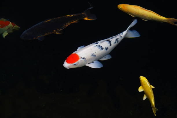 istock mesmerizing special beautiful colors koi fish in clear fresh water 1096004934