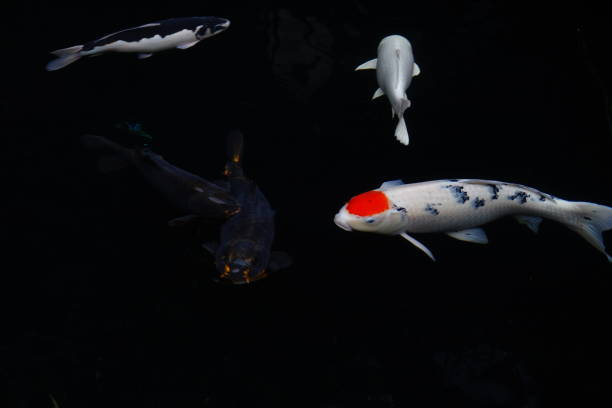 istock mesmerizing special beautiful colors koi fish in clear fresh water 1096004940