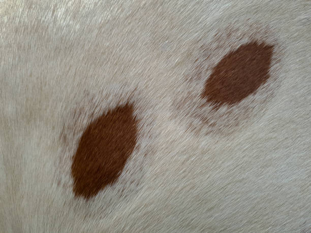 Close of brown spots on cowhide. Close up of brown spots on the white cowhide of an Nguni cow. nguni cattle stock pictures, royalty-free photos & images