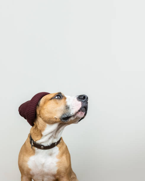 istock Funny dog in red hipster knit hat 1096008722