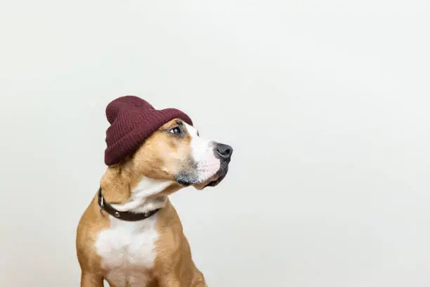 Photo of Funny dog in red hipster knit hat
