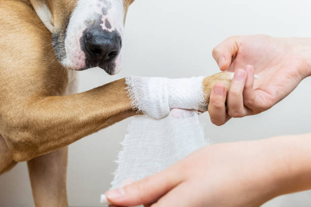 Medical treatment of pet concept: bandaging a dog's paw Hands applying bandage on a wounded body part of a dog, close-up shot bandage stock pictures, royalty-free photos & images