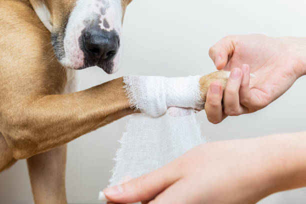 medical treatment of pet concept: bandaging a dog's paw - bandage imagens e fotografias de stock